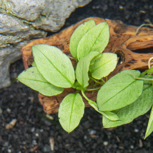 ANUBIAS NANA 'JADE'