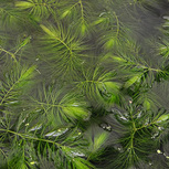 CERATOPHYLLUM DEMERSUM en portion