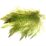CERATOPHYLLUM DEMERSUM en portion