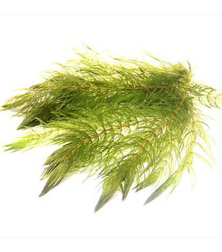 CERATOPHYLLUM DEMERSUM en portion