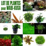 Lot de 3 plantes pour wabi-Kusa