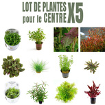 Lot de 5 plantes aquarium pour le centre