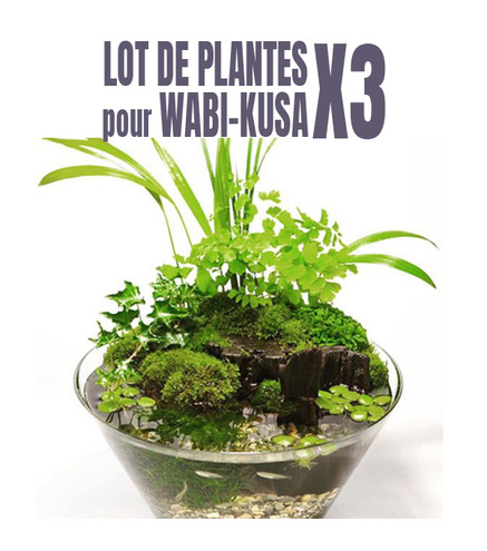 Lot de 3 plantes pour wabi-Kusa