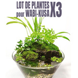 Lot de 3 plantes pour wabi-Kusa