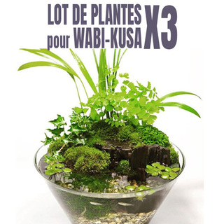 Lot de 3 plantes pour wabi-Kusa+cadeau