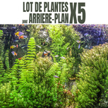 Lot de 5 plantes aquarium arrière plan