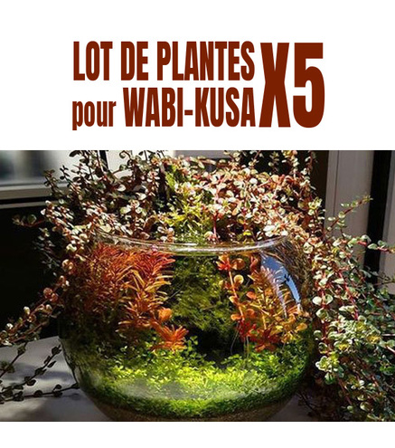 Lot de 5 plantes pour wabi-Kusa