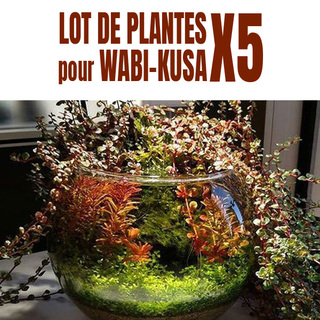 Lot de 5 plantes pour wabi-Kusa+cadeau