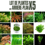 Lot de 5 plantes aquarium arrière plan