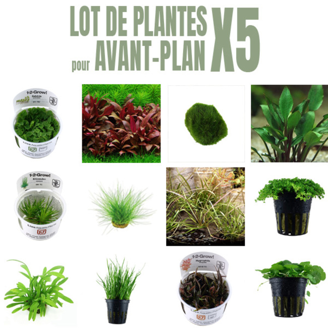 Les 8 meilleures plantes de premier plan pour aquarium