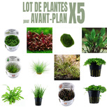 Lot de 5 plantes aquarium avant plan