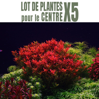 Lot de 5 plantes aquarium pour le centre