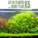 Lot de 5 plantes aquarium avant plan