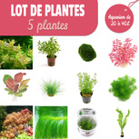 Lot de 5 plantes pour aquarium de 20 à 40L