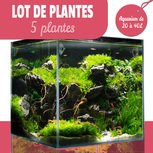 Lot de 5 plantes pour aquarium de 20 à 40L