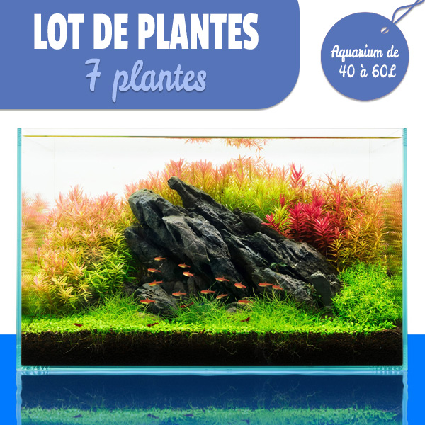 7 plantes pour les aquariums de 40 à 60L+cadeau