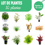 Lot de 10 plantes pour aquarium de 60 à 100L 