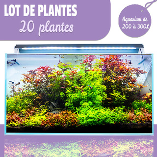 Lot de 20 plantes pour aquarium de 200 à 300L +cadeau