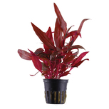 Lot de 5 plantes pour aquarium de 20 à 40L HALLOWEEN