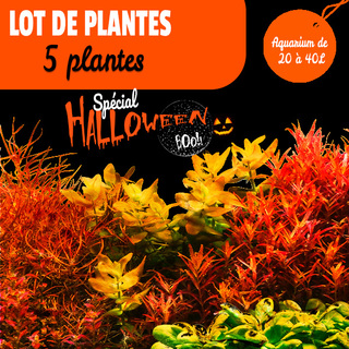 Lot de 5 plantes pour aquarium de 20 à 40L HALLOWEEN