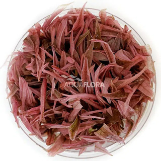 Cryptocoryne ´Flamingo´ in vitro