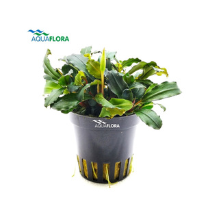 Bucephalandra 'Lamandau Mini Red'' en pot