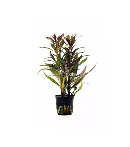 Pogostemon stellatus 'Rubra' en pot