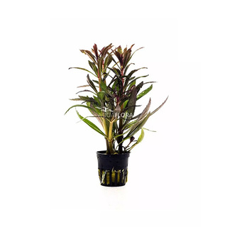 Pogostemon stellatus 'Rubra' en pot