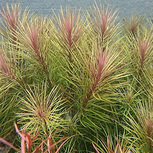 Eusteralis stellata en terracotta