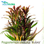 Pogostemon stellatus 'Rubra' en pot 5.5cm