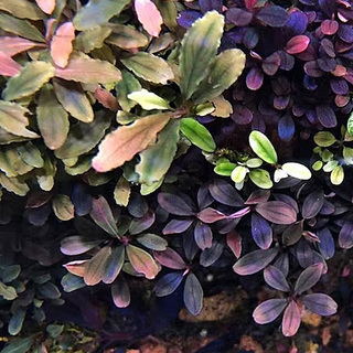 Bucephalandra 'Deep Purple' in vitro