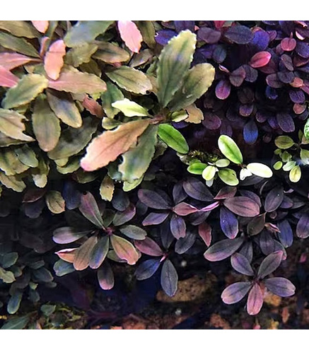 Bucephalandra 'Deep Purple' in vitro