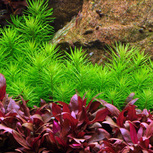 Pogostemon erectus en pot