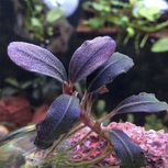 Bucephalandra 'Brownie Purple' in vitro