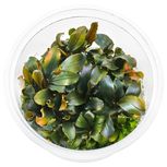 Bucephalandra 'Blue Green' in vitro