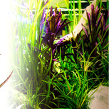Pogostemon stellatus 'Rubra' en pot