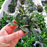 Bucephalandra 'Lamandau Mini Red'' en pot
