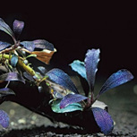 Bucephalandra 'Deep Purple' in vitro