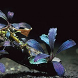 Bucephalandra 'Deep Purple' in vitro
