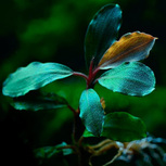 Bucephalandra 'Blue Green' in vitro