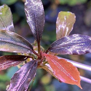 Bucephalandra 'Brownie Purple' in vitro