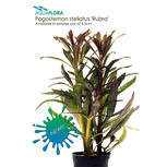 Pogostemon stellatus 'Rubra' en pot