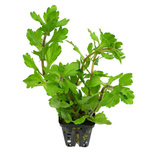 Shinnersia (Trichocoronis) rivularis  en pot 