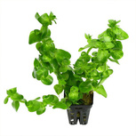 Bacopa lanigera 'Variegata' en pot