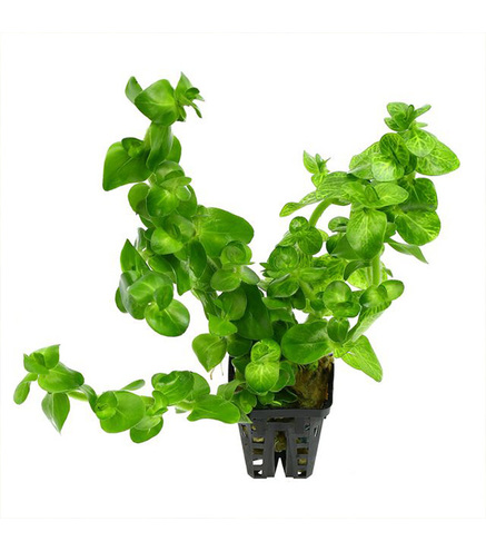 Bacopa lanigera 'Variegata' en pot