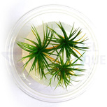 Eriocaulon sp. 'Polaris' in vitro