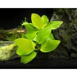 Anubias barteri var. nana 'Golden' in vitro