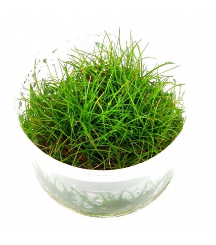 Eleocharis sp.'Minima' in vitro