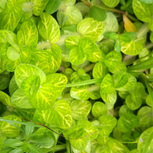 Bacopa lanigera 'Variegata' en pot