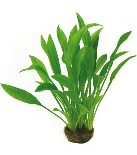 Echinodorus grisebachii 'Amazonicus' en pot 5.5cm